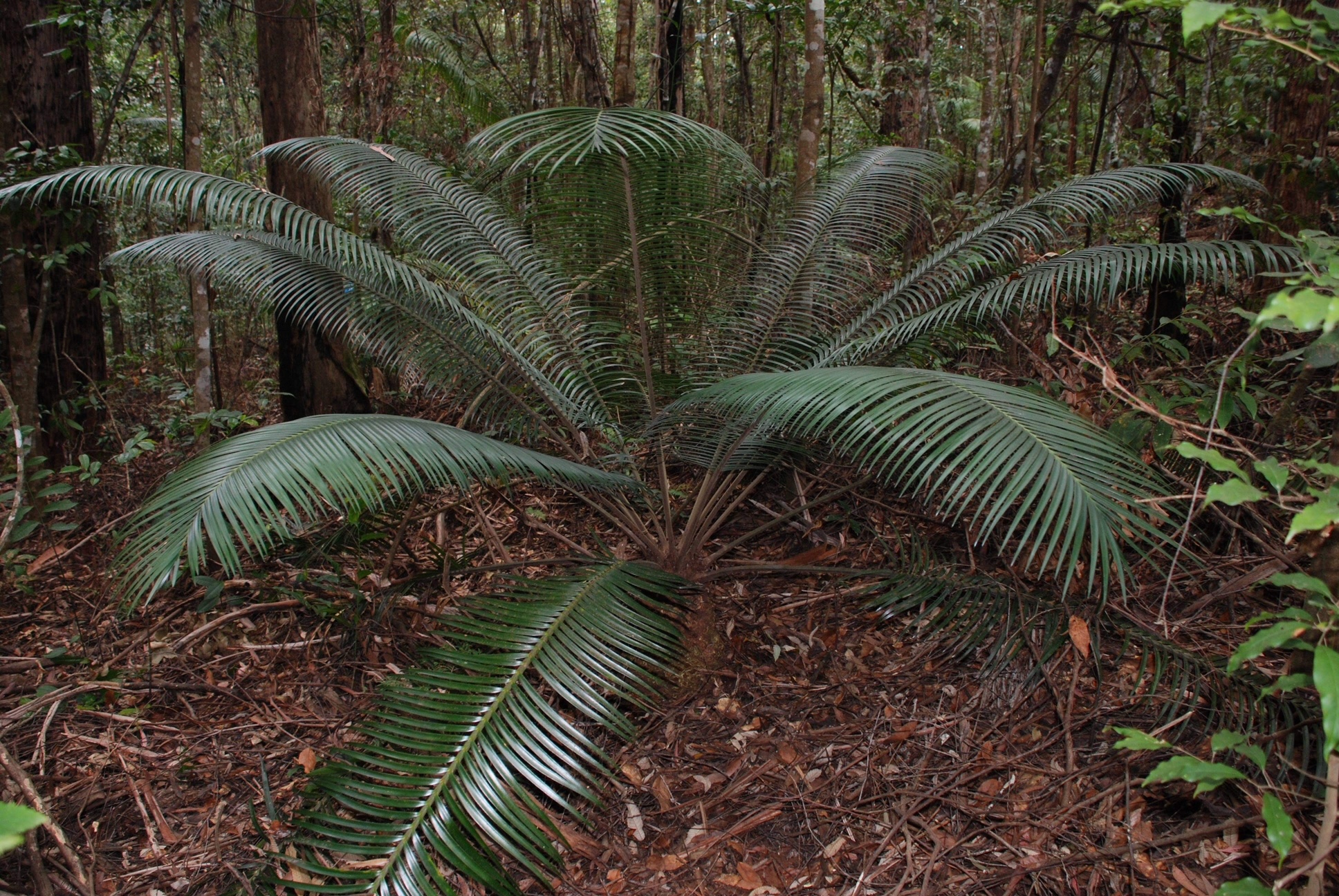 Lepidozamia peroffskyana » Jones Landscaping Nursery