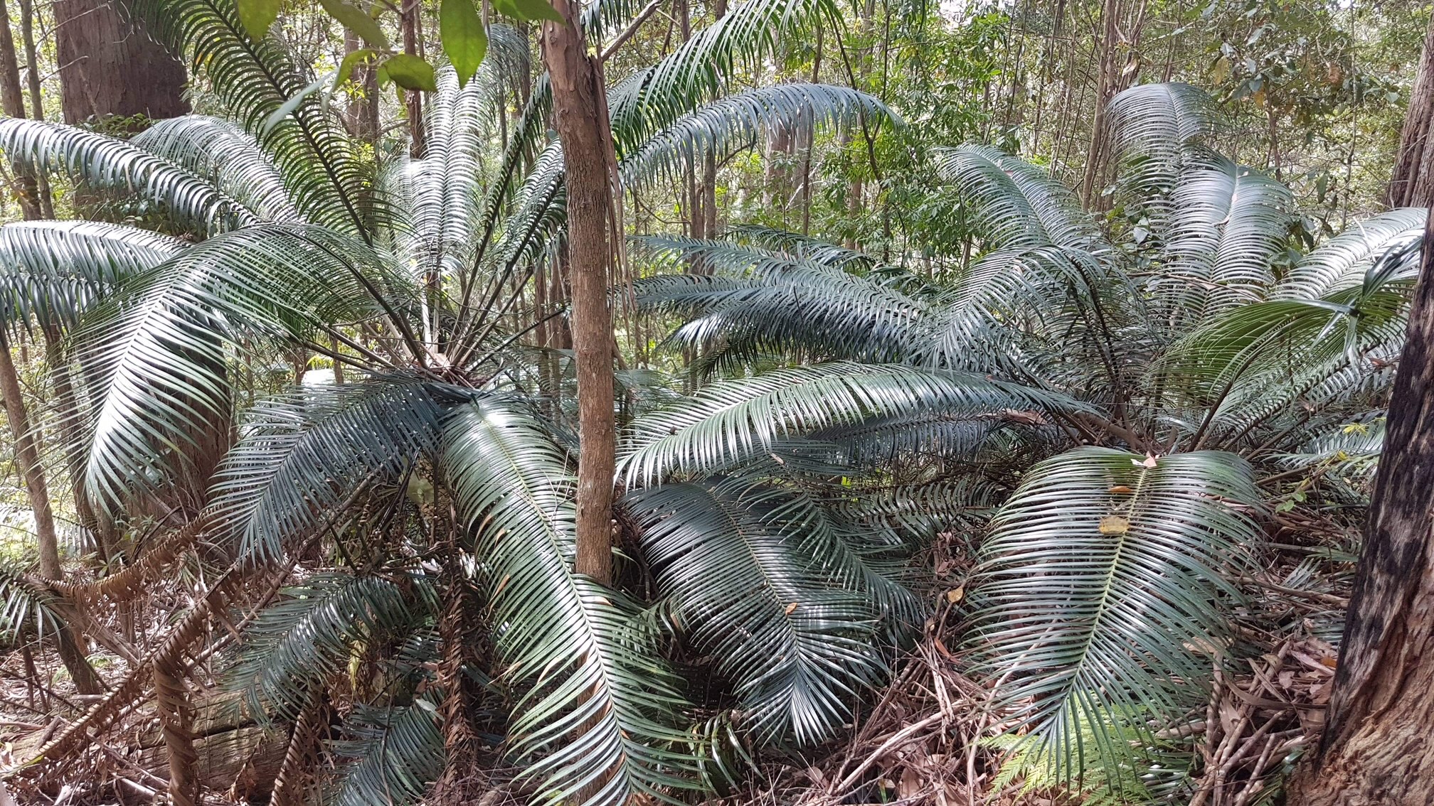 Lepidozamia peroffskyana » Jones Landscaping Nursery
