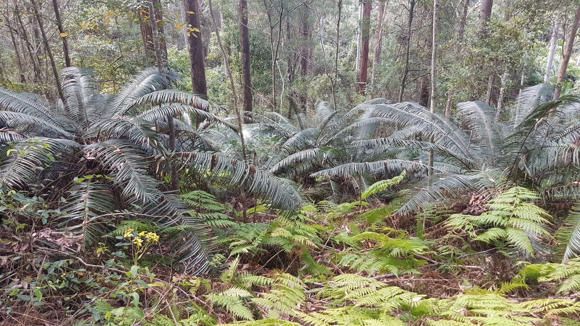 Lepidozamia peroffskyana » Jones Landscaping Nursery