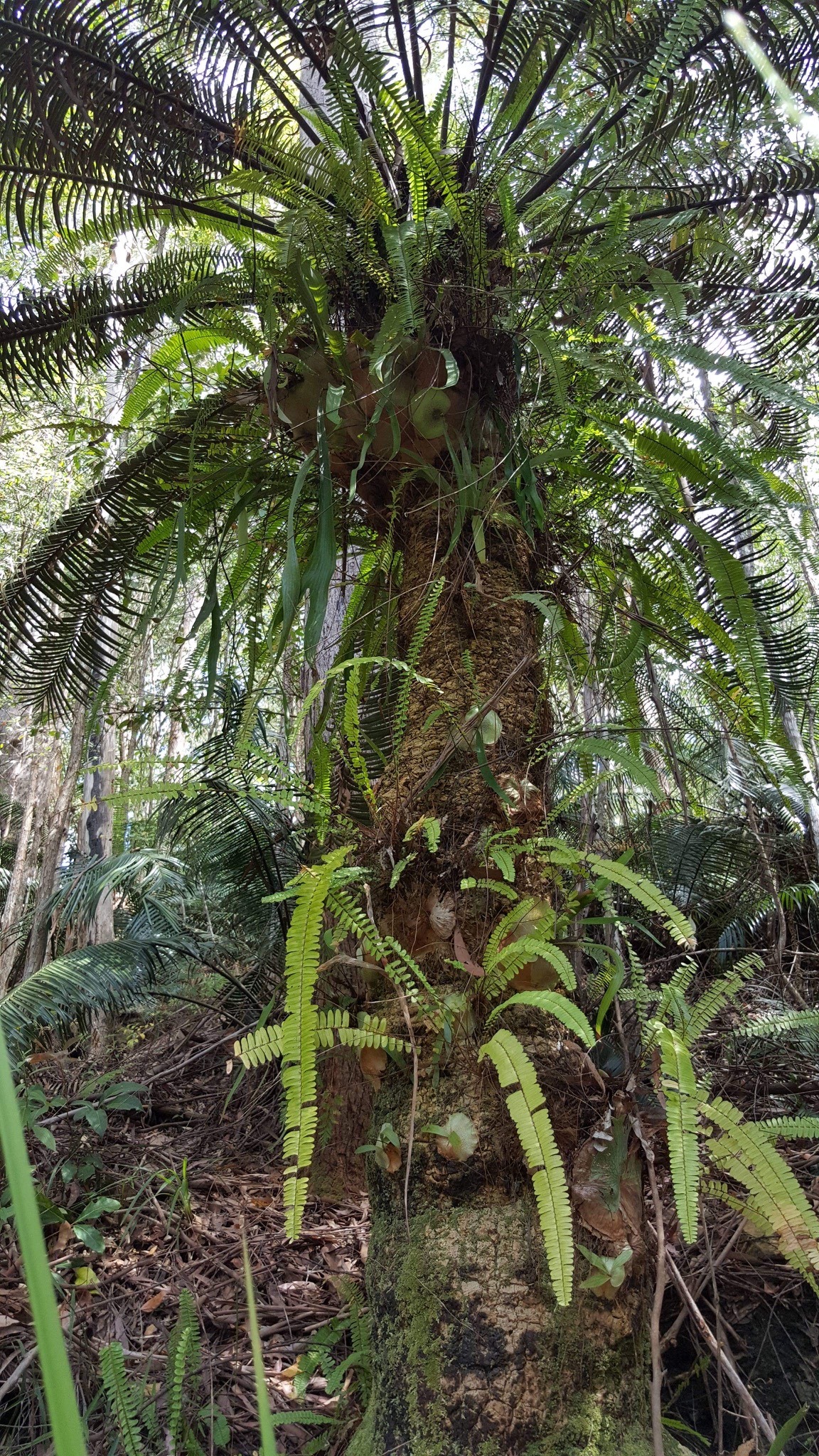 Lepidozamia peroffskyana » Jones Landscaping Nursery