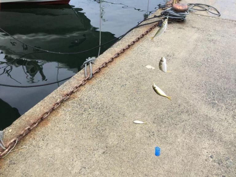 【明石・垂水】塩屋漁港でサビキ釣り！豆アジ・イワシが100匹近く爆釣！ Nature Drive