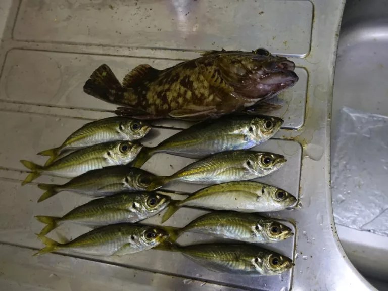 魚の臭い対策！釣り道具・車の臭さを消し去る方法を全力で試したのでまとめる。 Nature Drive