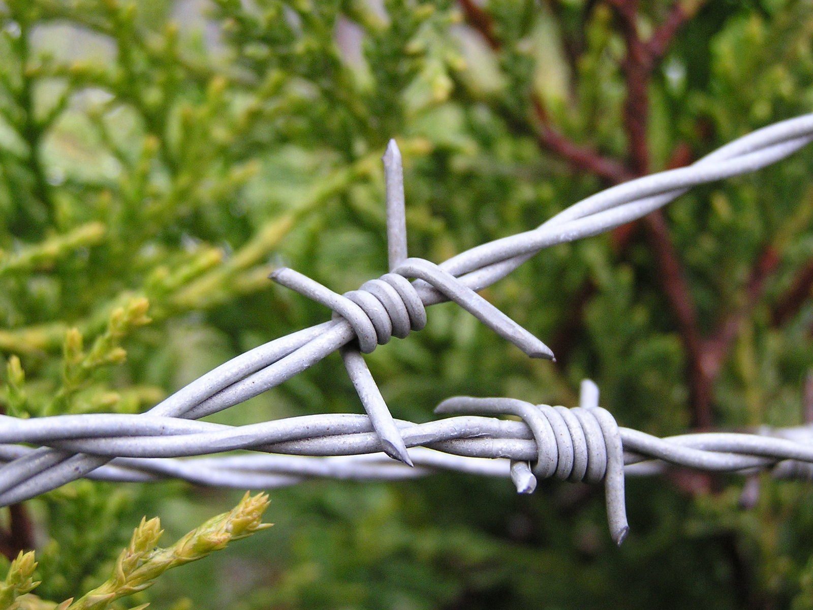 Cyclist badly injured from riding into barbed wire trap on trail