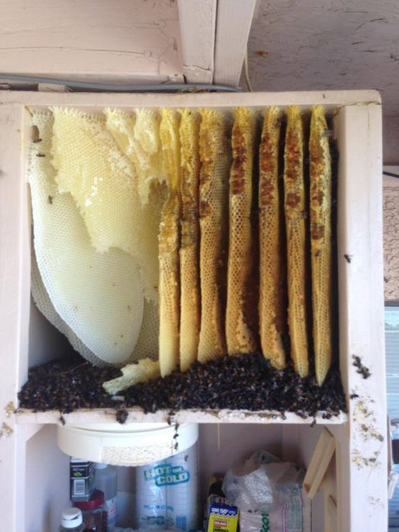 The Buzz About Bees & Humans