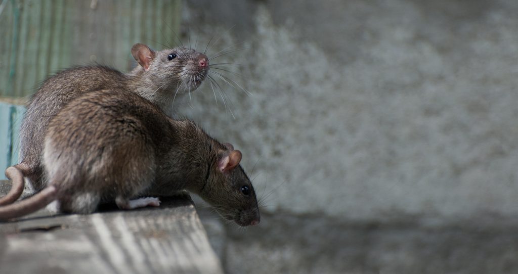 The Different Species Of Rats In The US Houston Rat Control Experts