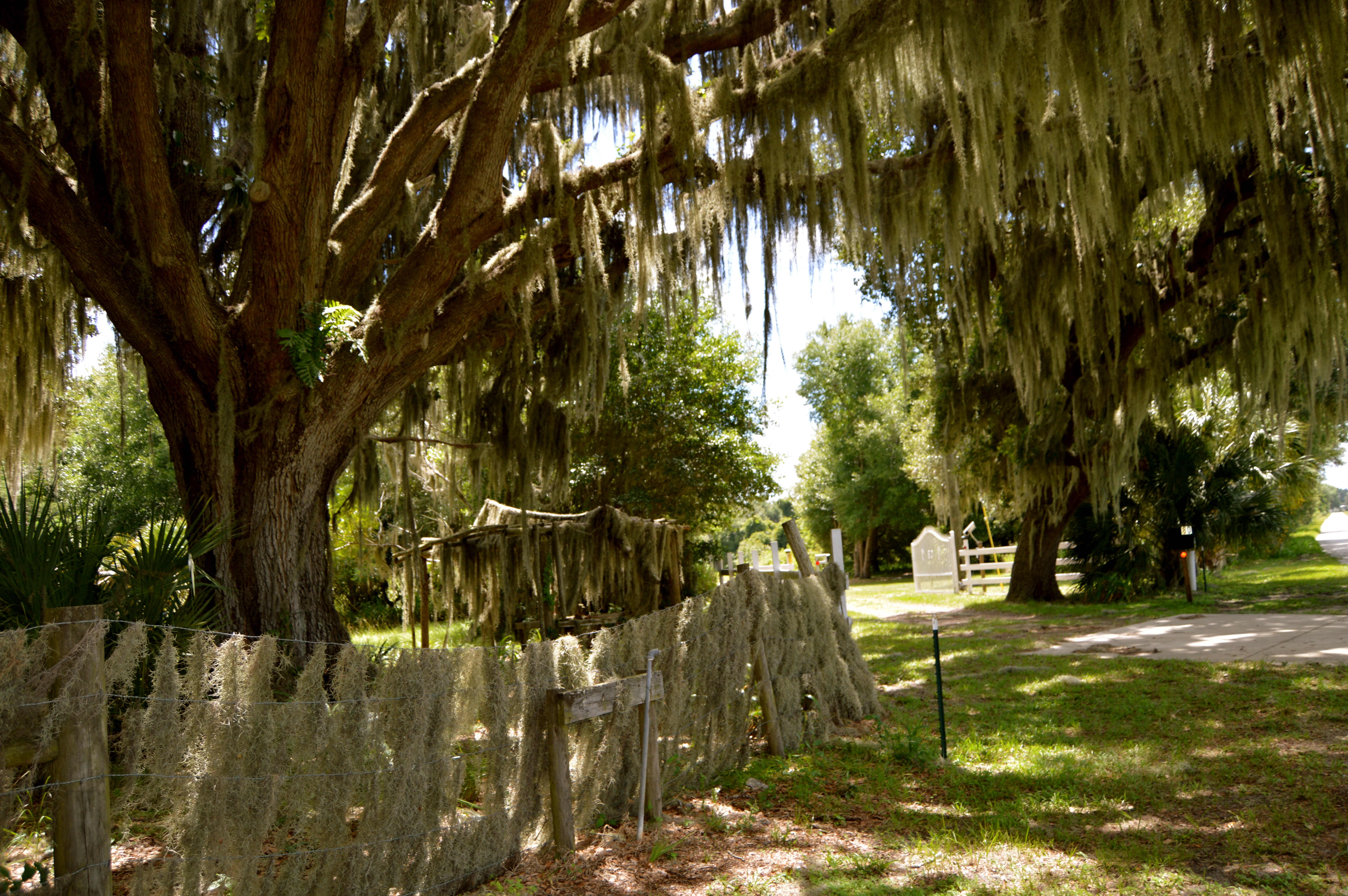 June 2015 Cyndi Lenz