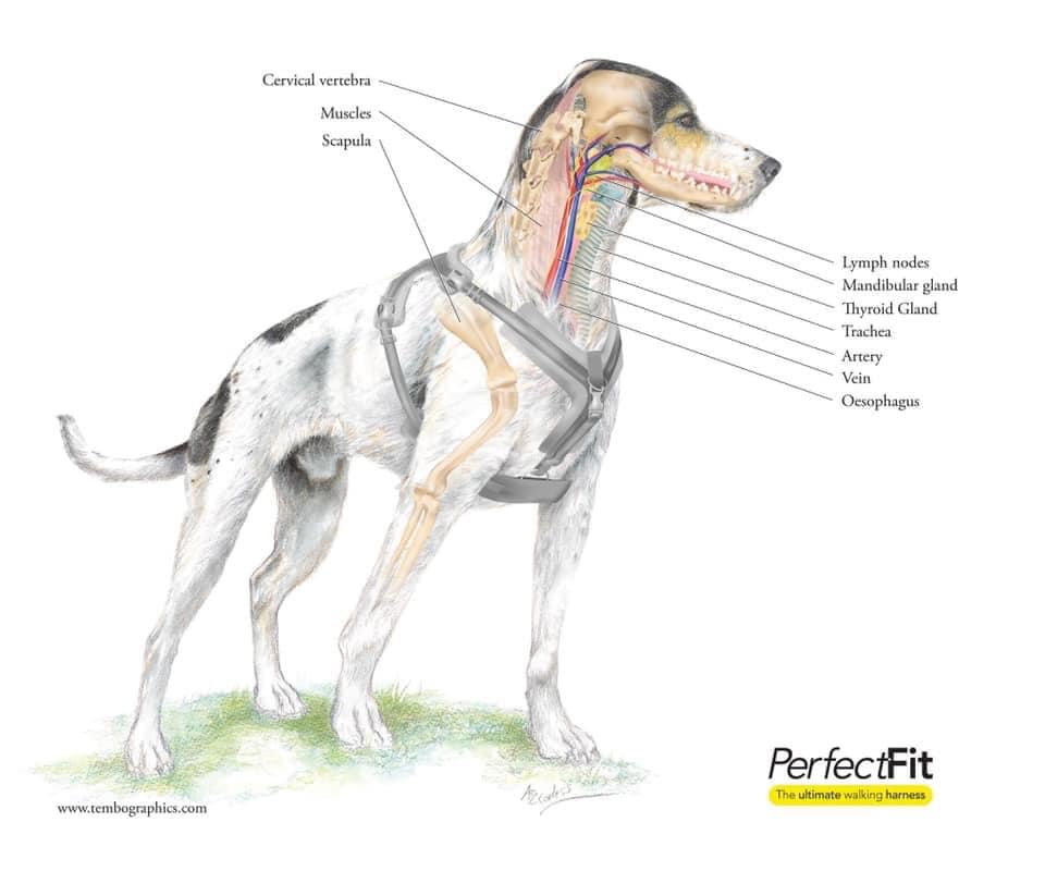 Why does my dog pull on lead and what can I do to stop it