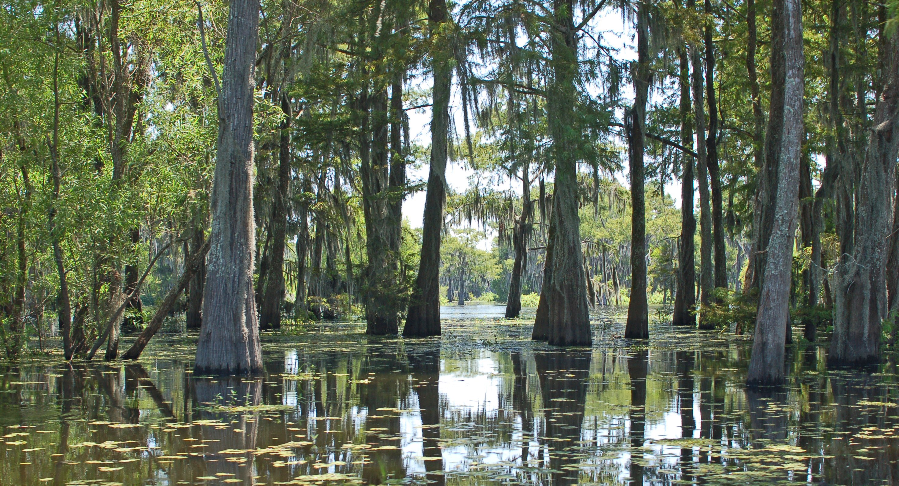 Atchafalaya River / Northern Terrebonne Marshes restoration Cypress