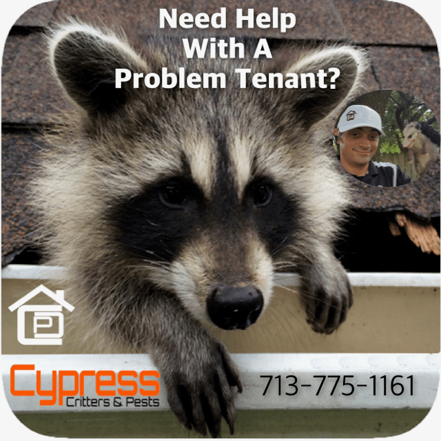 Raccoon Pests Control Pest Control