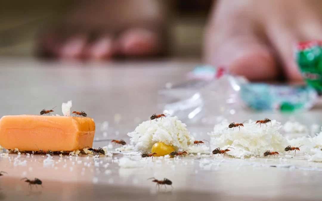 Sugar Ants Kill How to Get Rid of These Harmful Pests