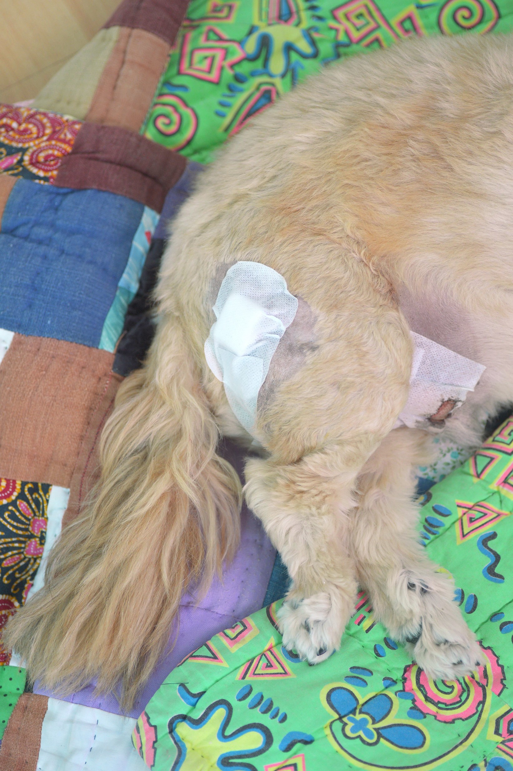 Surgery Cypress Animal Hospital