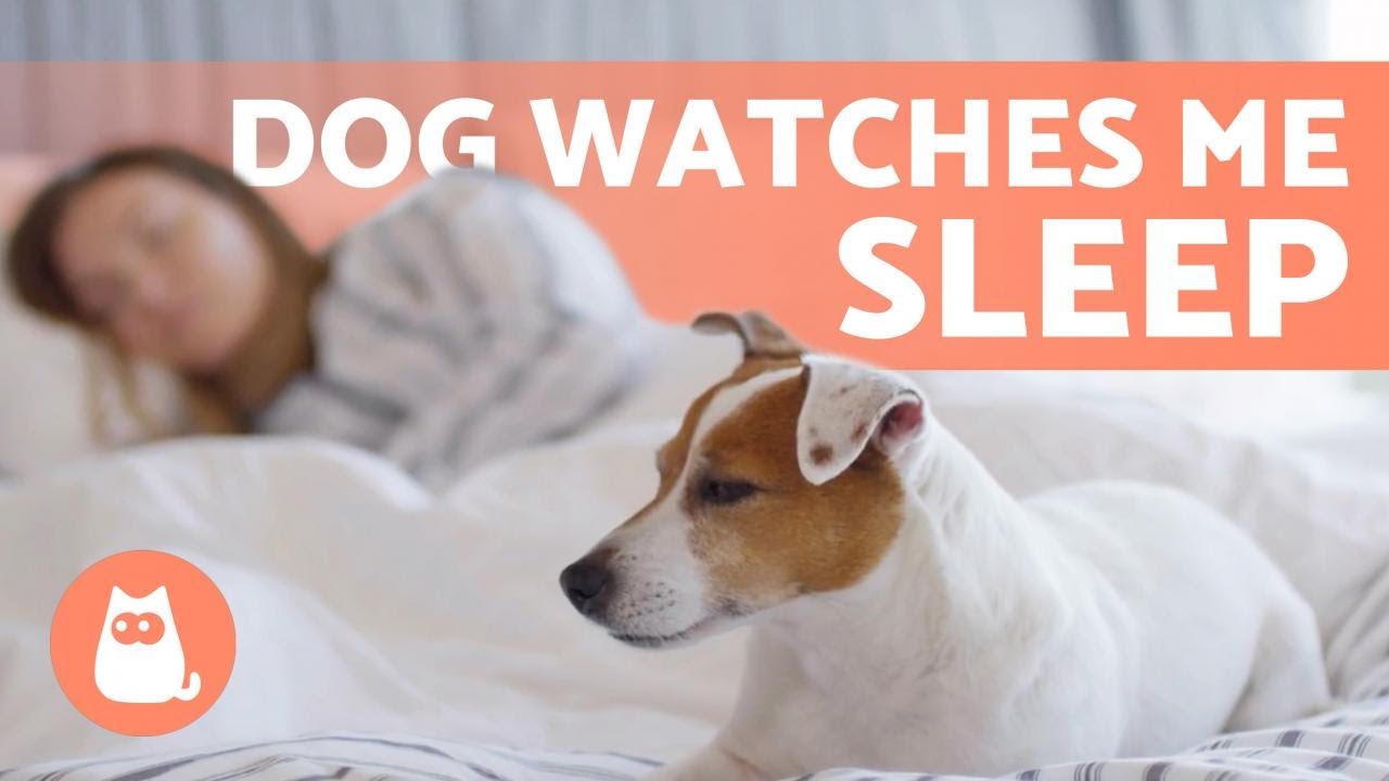 Why your dog watches you while you sleep Cyprus Mail
