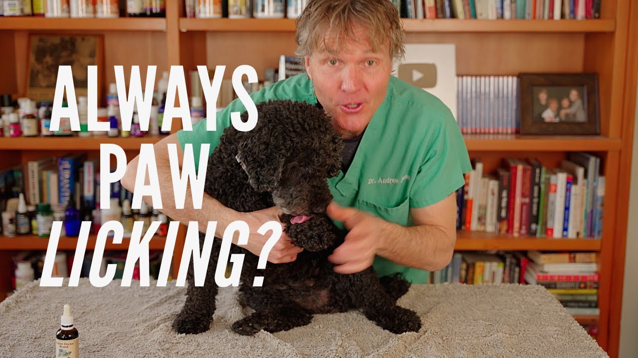 Excessive paw licking why it happens and what you can do Cyprus Mail