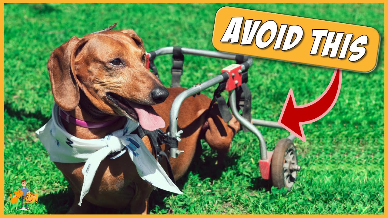 Slipped disc in dogs (the complete guide) Cyprus Mail