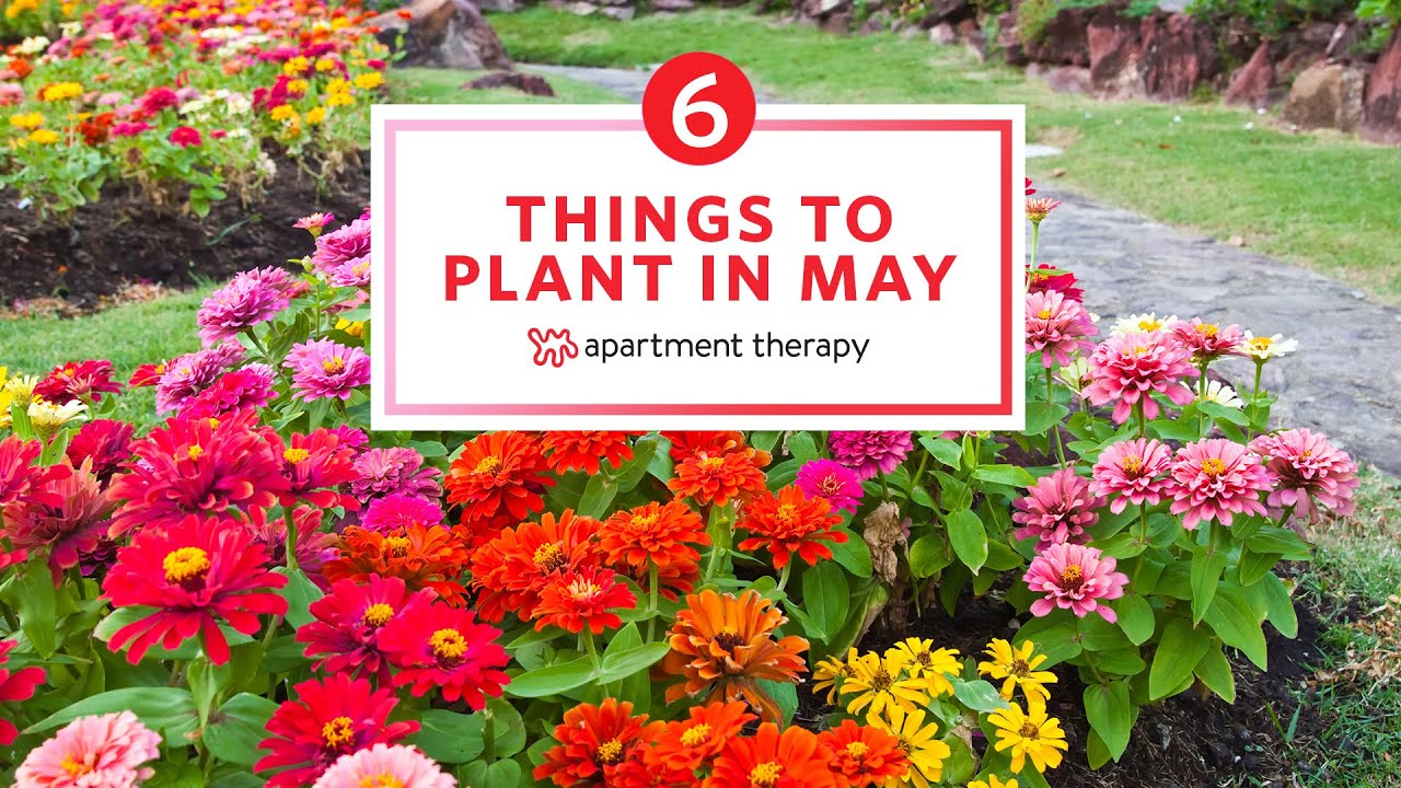 Six things to plant in May for a colourful summer garden Cyprus Mail