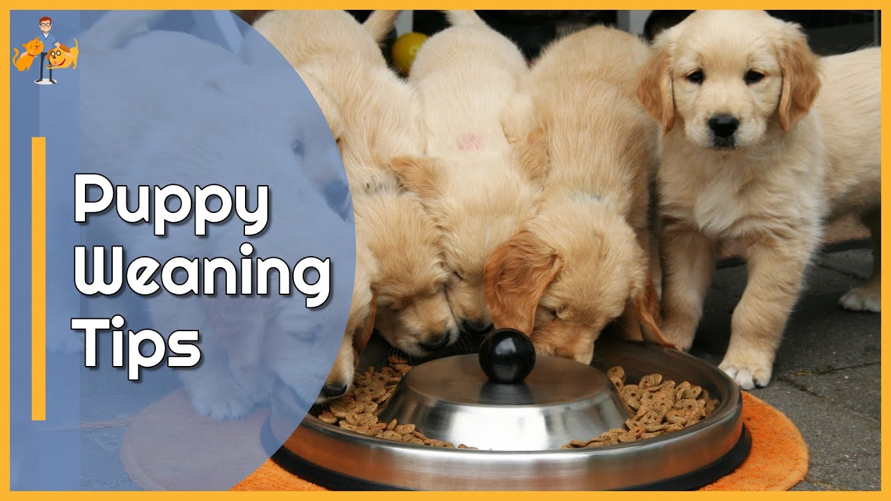 How To Wean Puppies Off Puppy Milk at Odell Santiago blog