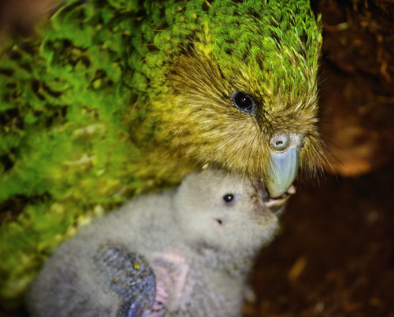 Baby Kakapo Parrot 30+ Kakapo Stock Illustrations, Royalty Free Vector