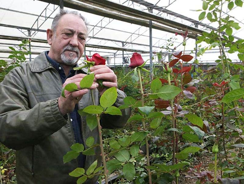 Life for flower grower is no bed of roses Cyprus Mail