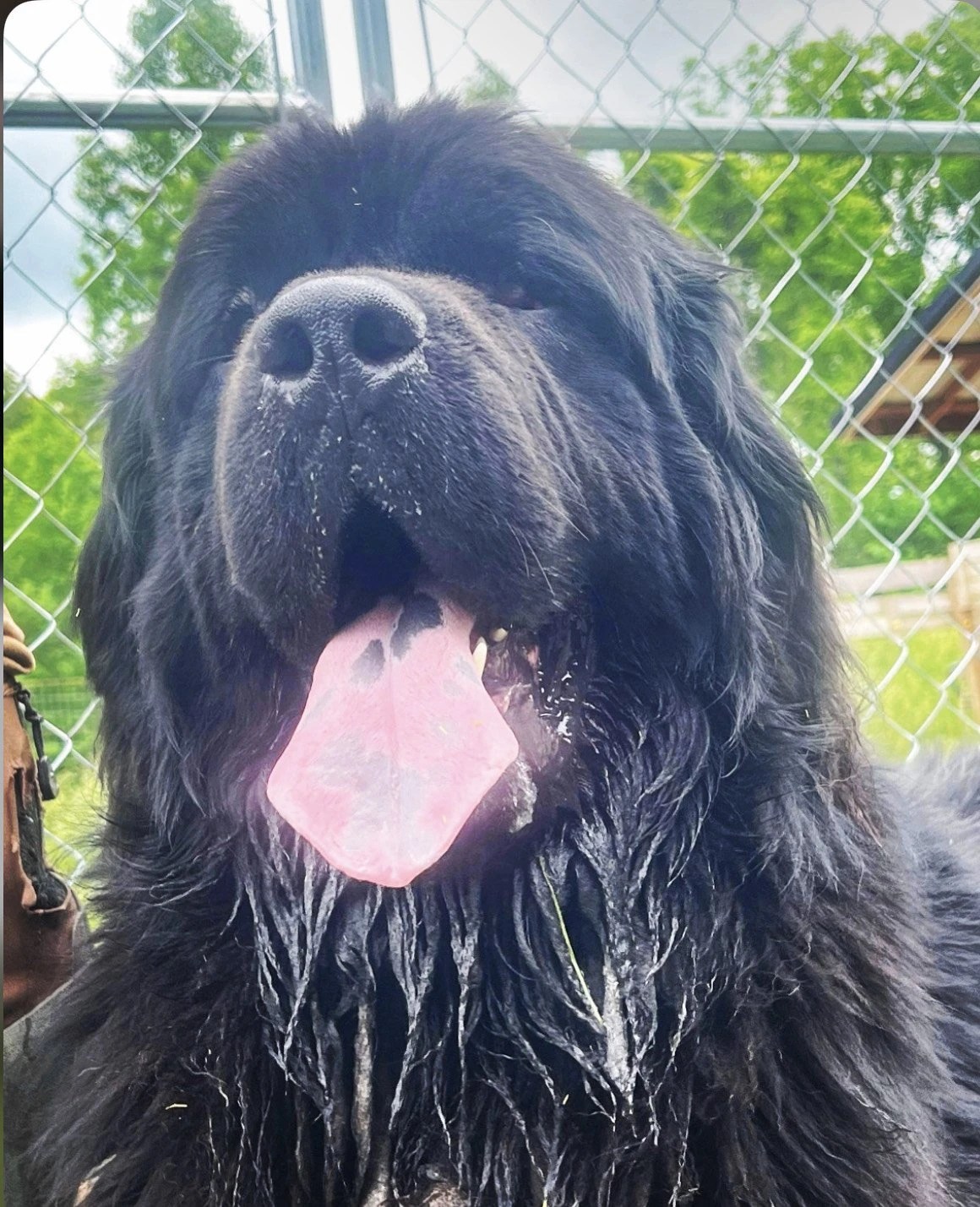 Available Puppies Cyridge Newfoundlands