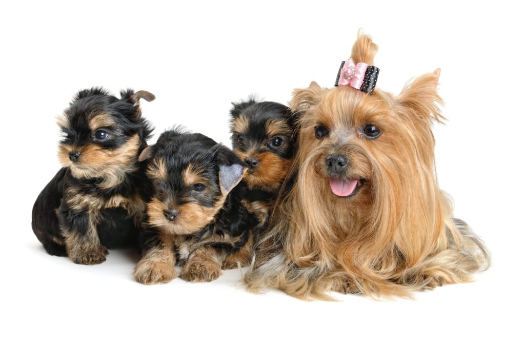 Blog The Canadian Yorkshire Terrier Association