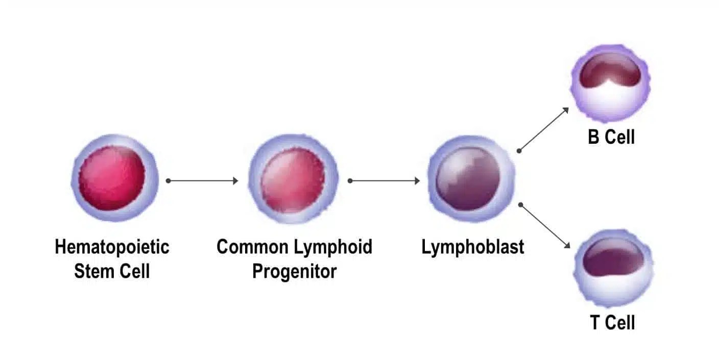 Role of T Cells and B Cells in Immunity | Cytologics