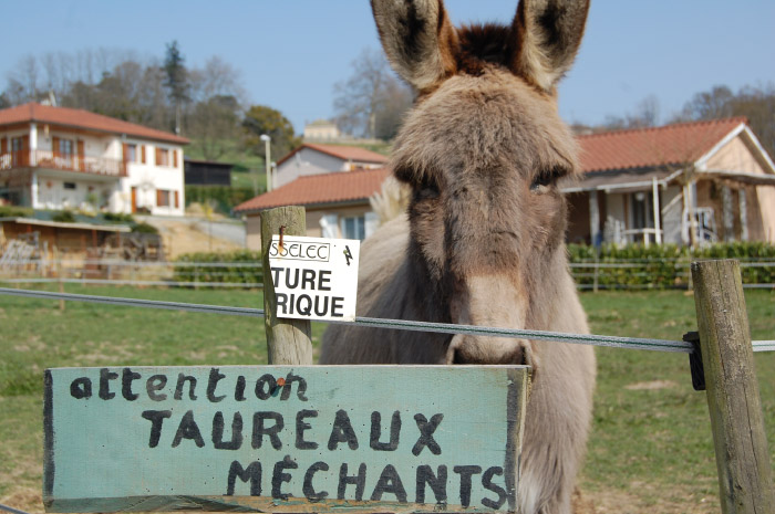 En allant sur la Chalaronne