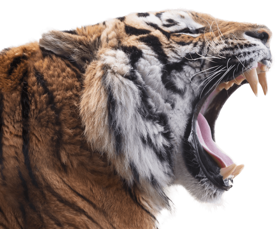 Chicago Zoological Society Brookfield Zoo & The Chicago Zoological