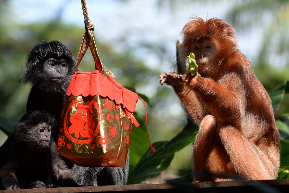 Chinese New Year 2016 Where did year of the monkey and other zodiac