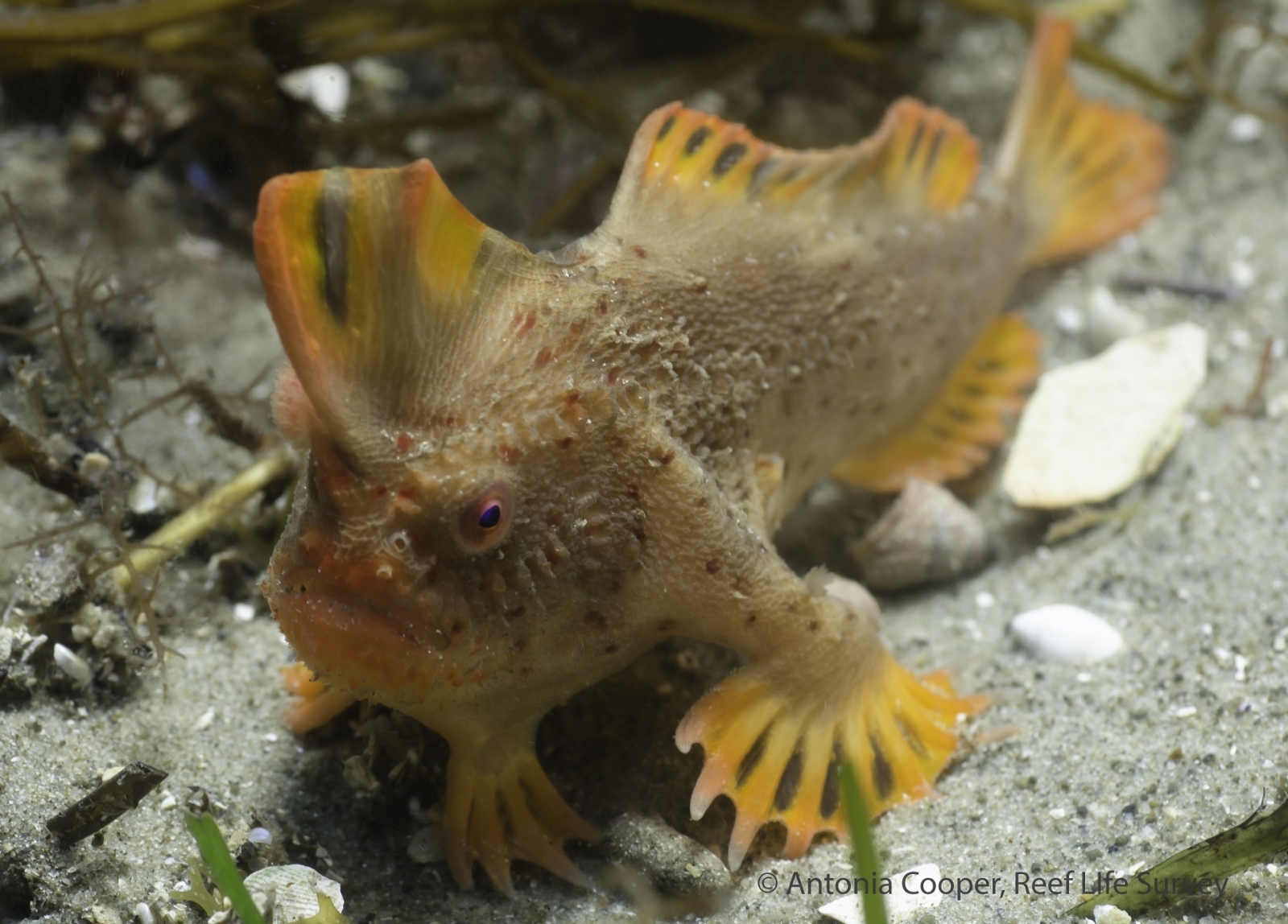 Red Handfish Critically endangered family of the tiny crawling fish