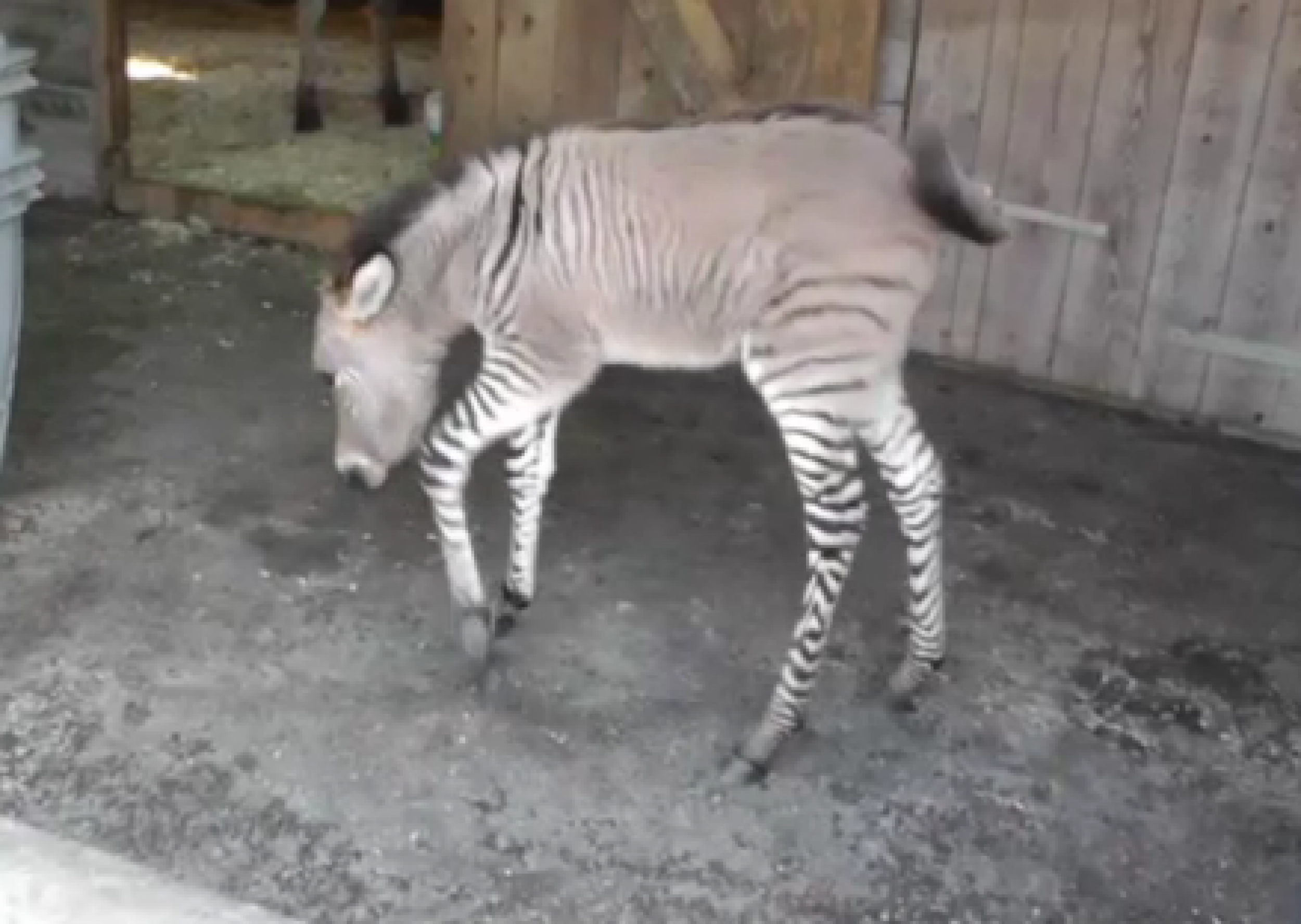 ‘Zonkey’ Born In Italy, ZebraDonkey Hybrid Is ‘Only One Of His Kind