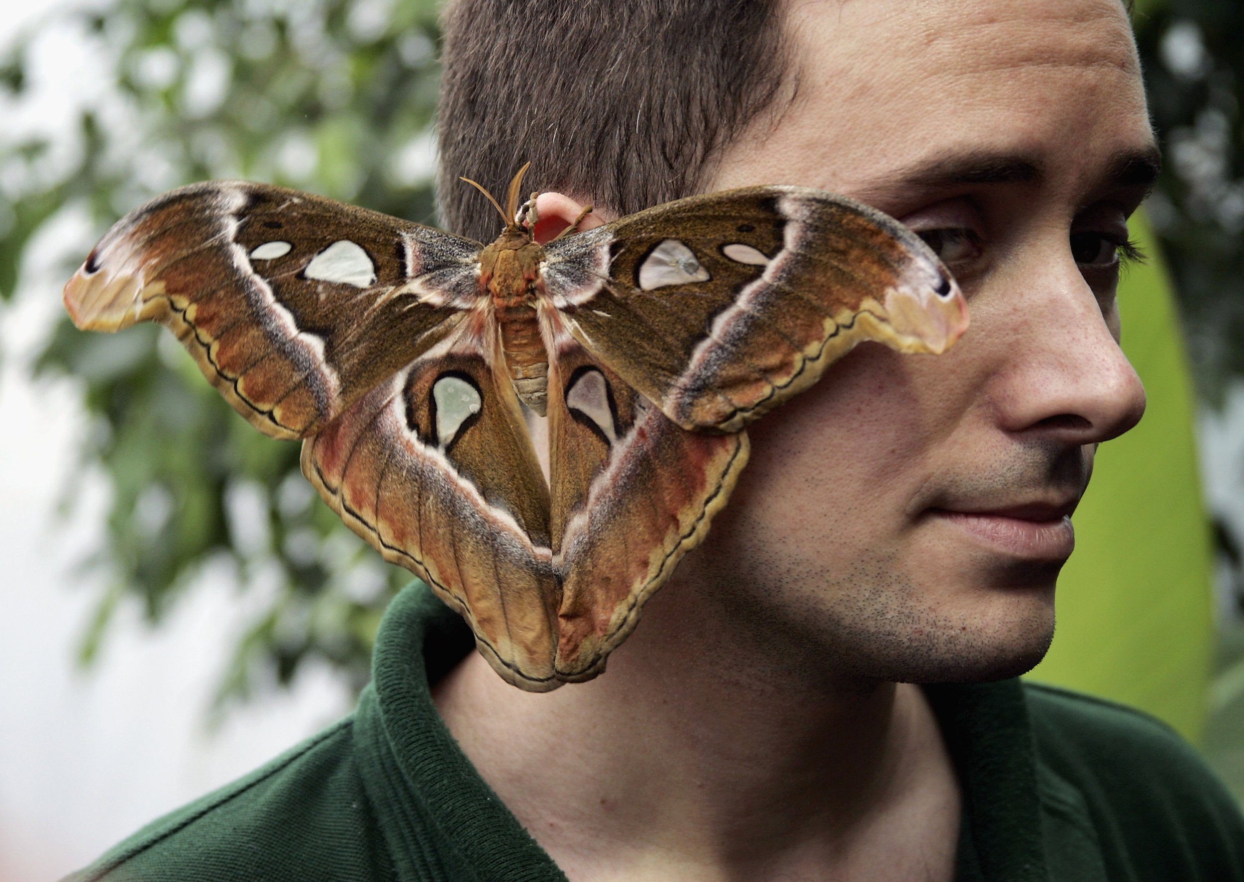 Massive Moth Bigger Than Human Hand Leaves Insect Enthusiasts And