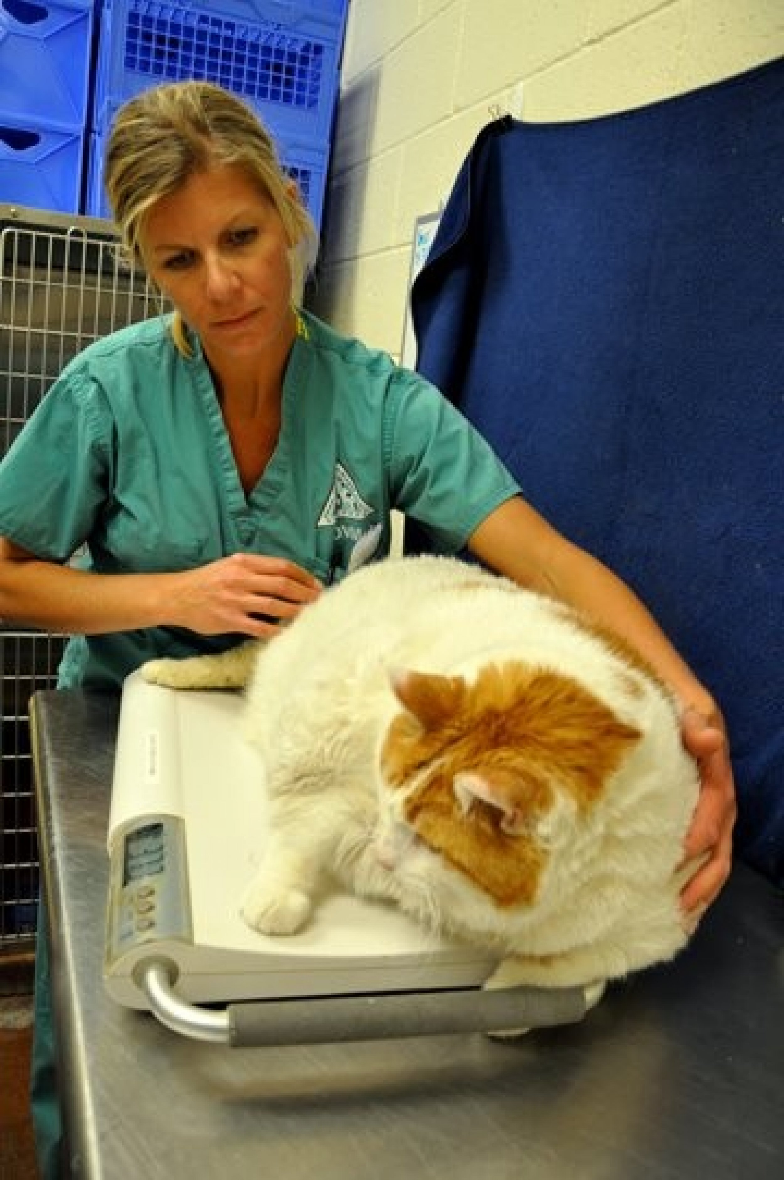 'Meow,' 39Pound Fat Cat, Must Lose Weight Before Adoption From Santa