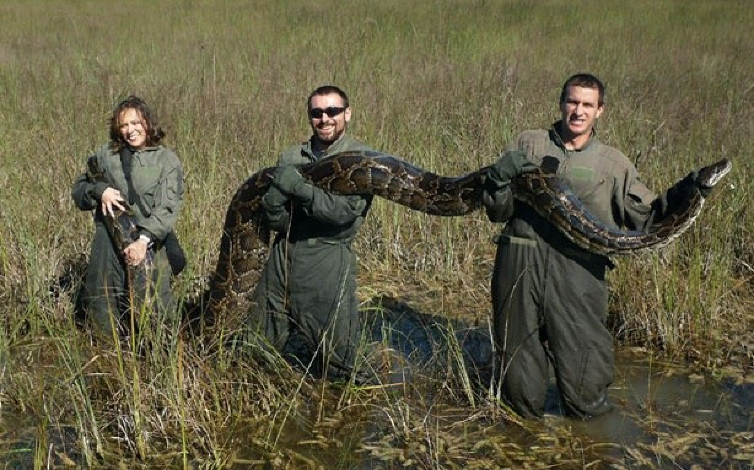 Burmese Python and Other Invasive Species Wrecking the Ecosystem