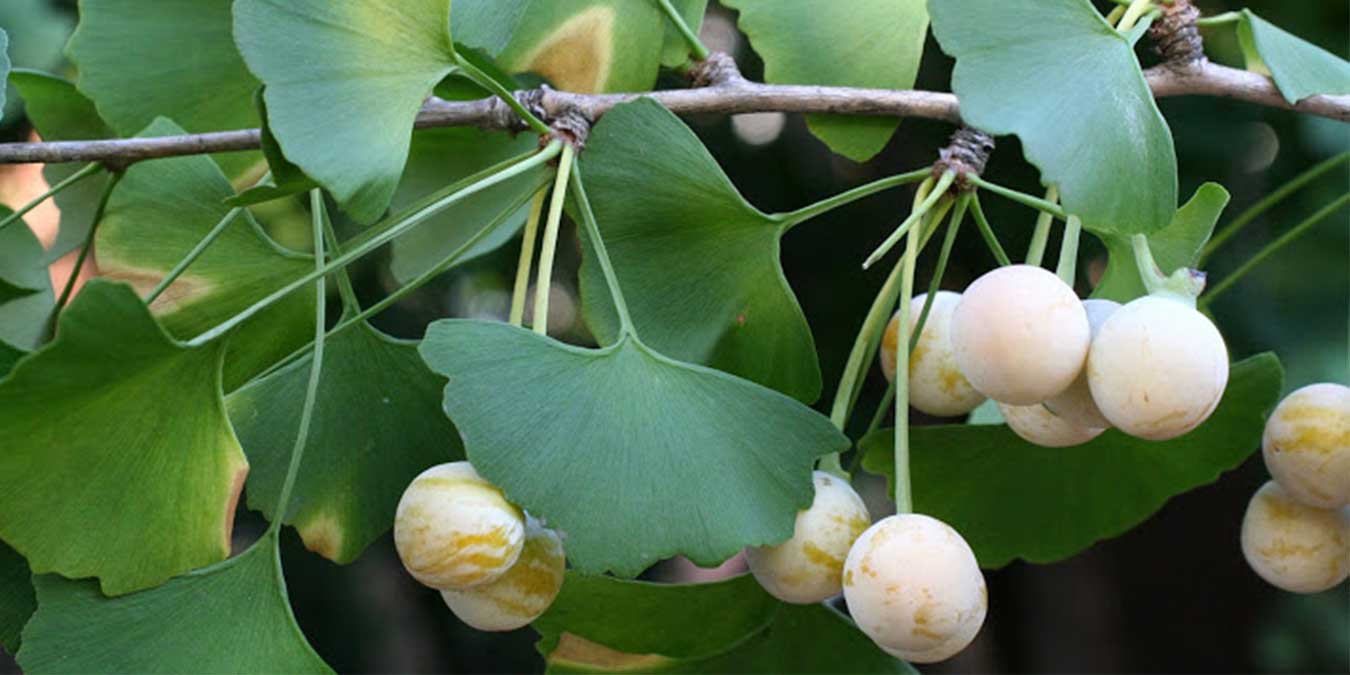 Ginkgo Biloba Nedir? Ne İşe Yarar? Faydaları Nelerdir?