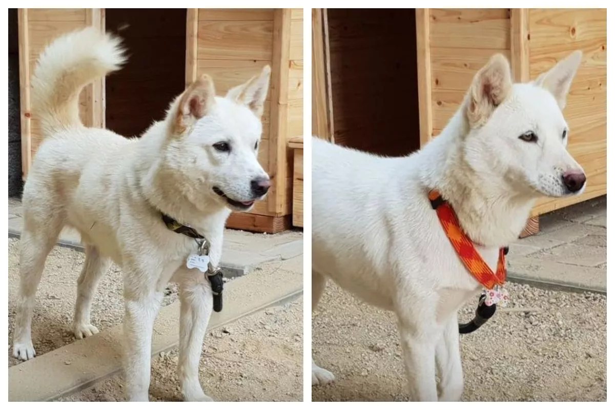 Is South Korea Dog Friendly