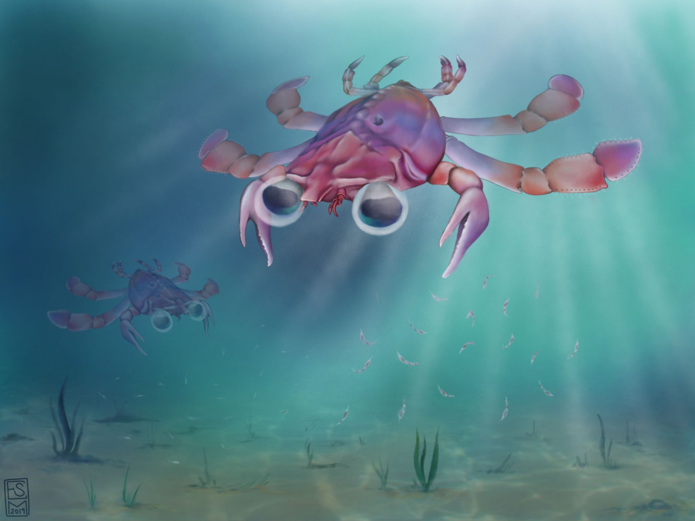 Callichimaera Perplexa Bizarre 'Platypus of the Crab World' Discovered