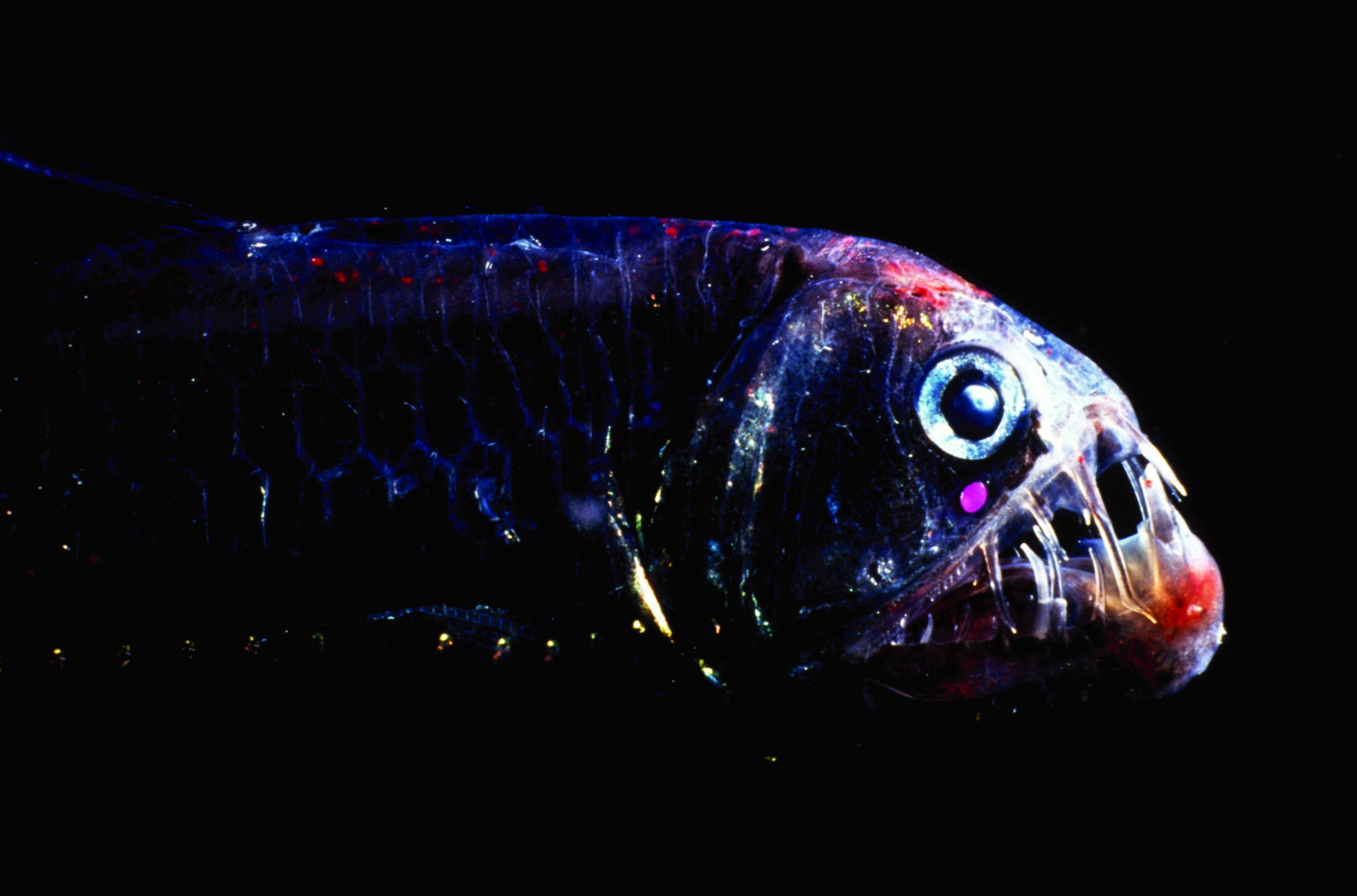 DeepSea Fish Living in Almost Total Darkness 1000s of Feet Below Ocean