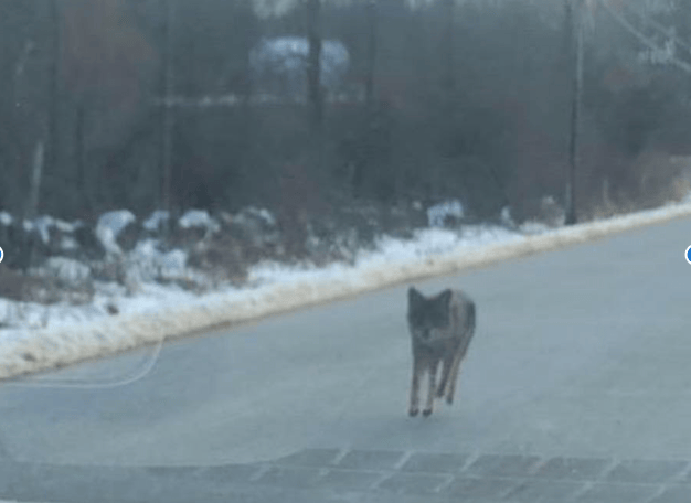 New Hampshire Father Chokes 'Rabid' Coyote to Death After