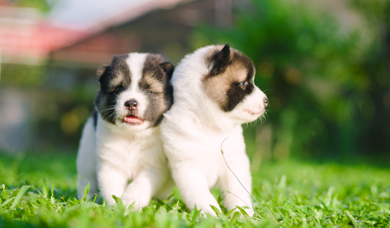 Why Do Puppies Need Different Food