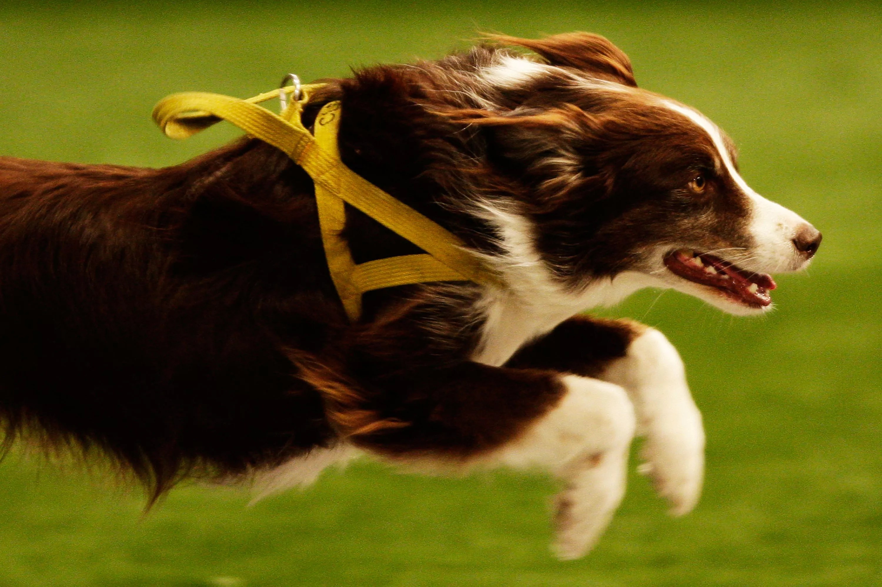 Are Border Collies Hard To Train