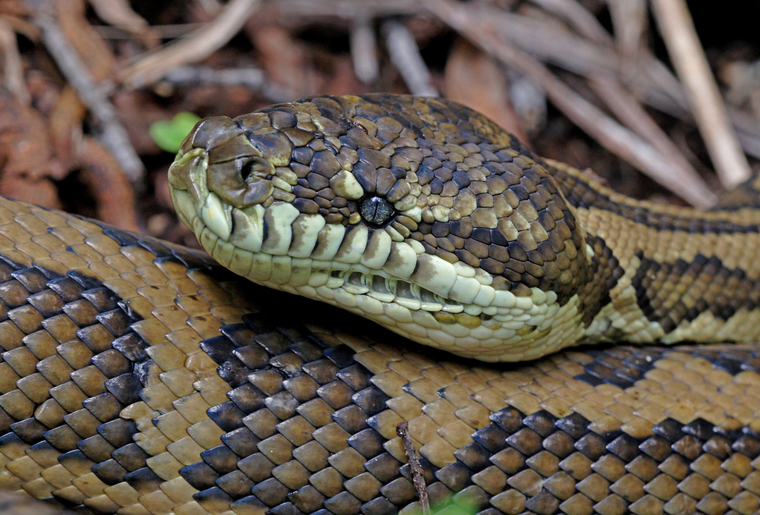 The woman found the "sneaky" python in the shower, leaving a "trace of