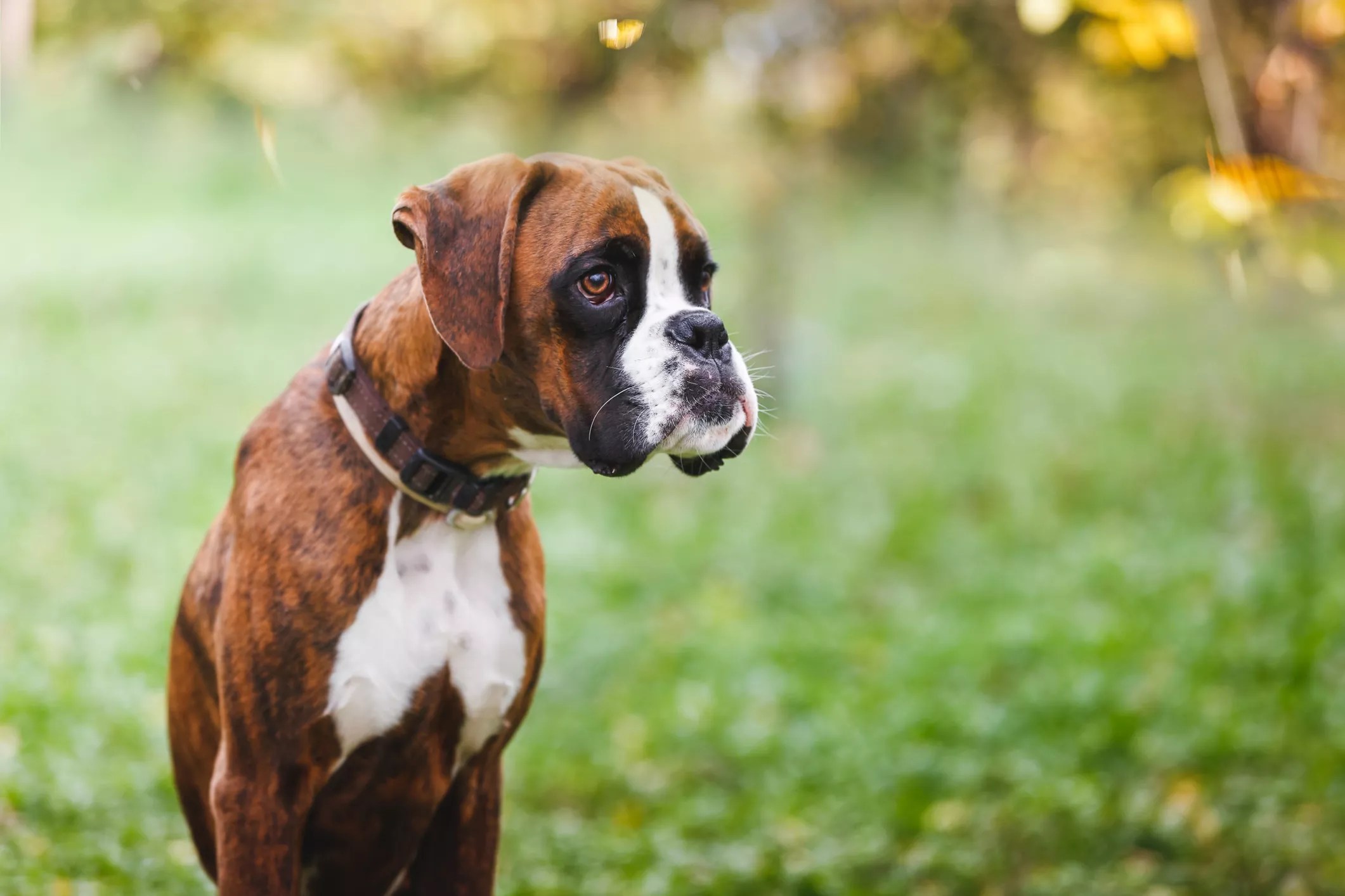 Are Boxer Dogs Trainable