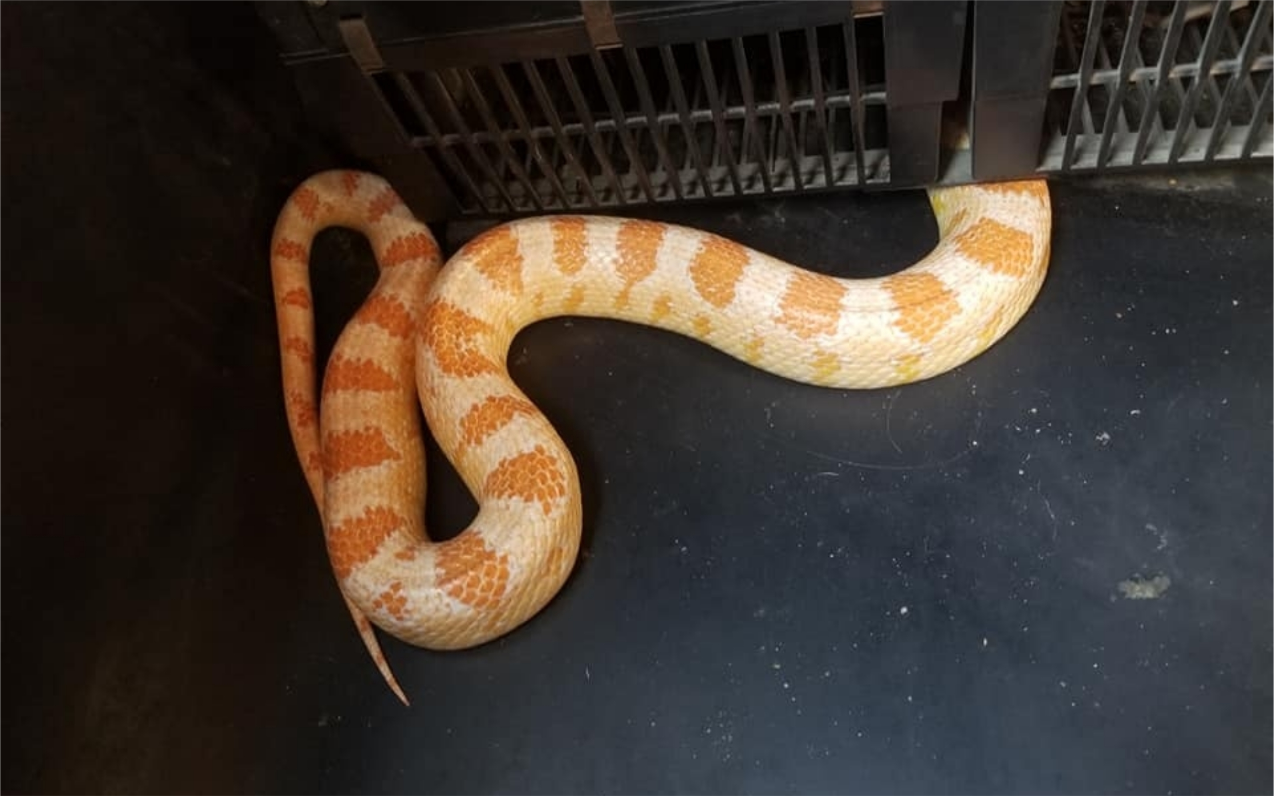 How To Catch A Corn Snake In Your House FAEDME