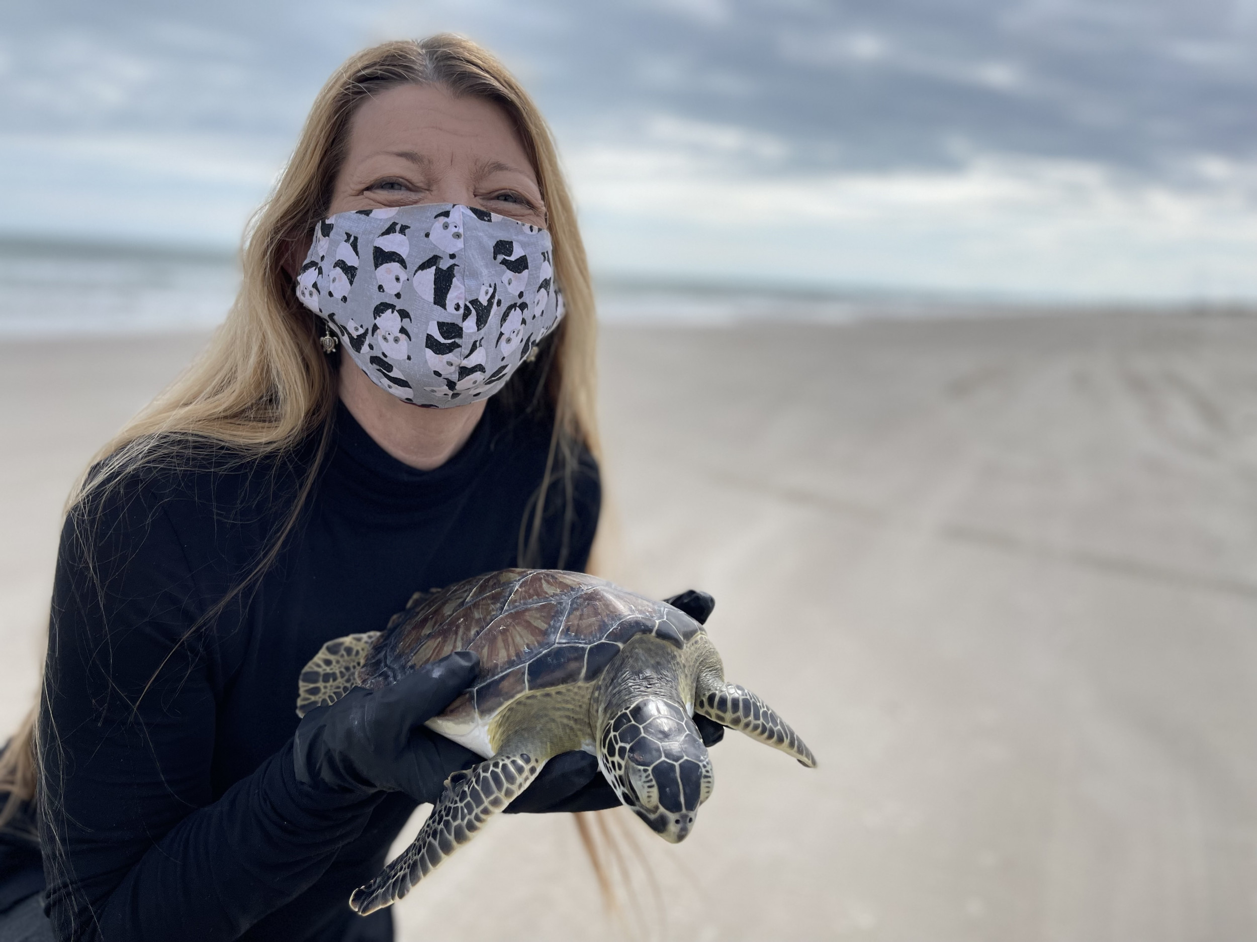 More than 300 coldstunned sea turtles rescued from Texas