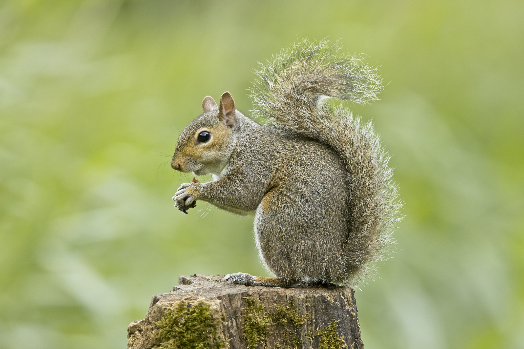 Squirrels To Be Given Contraception To Help Reduce Numbers Newsweek