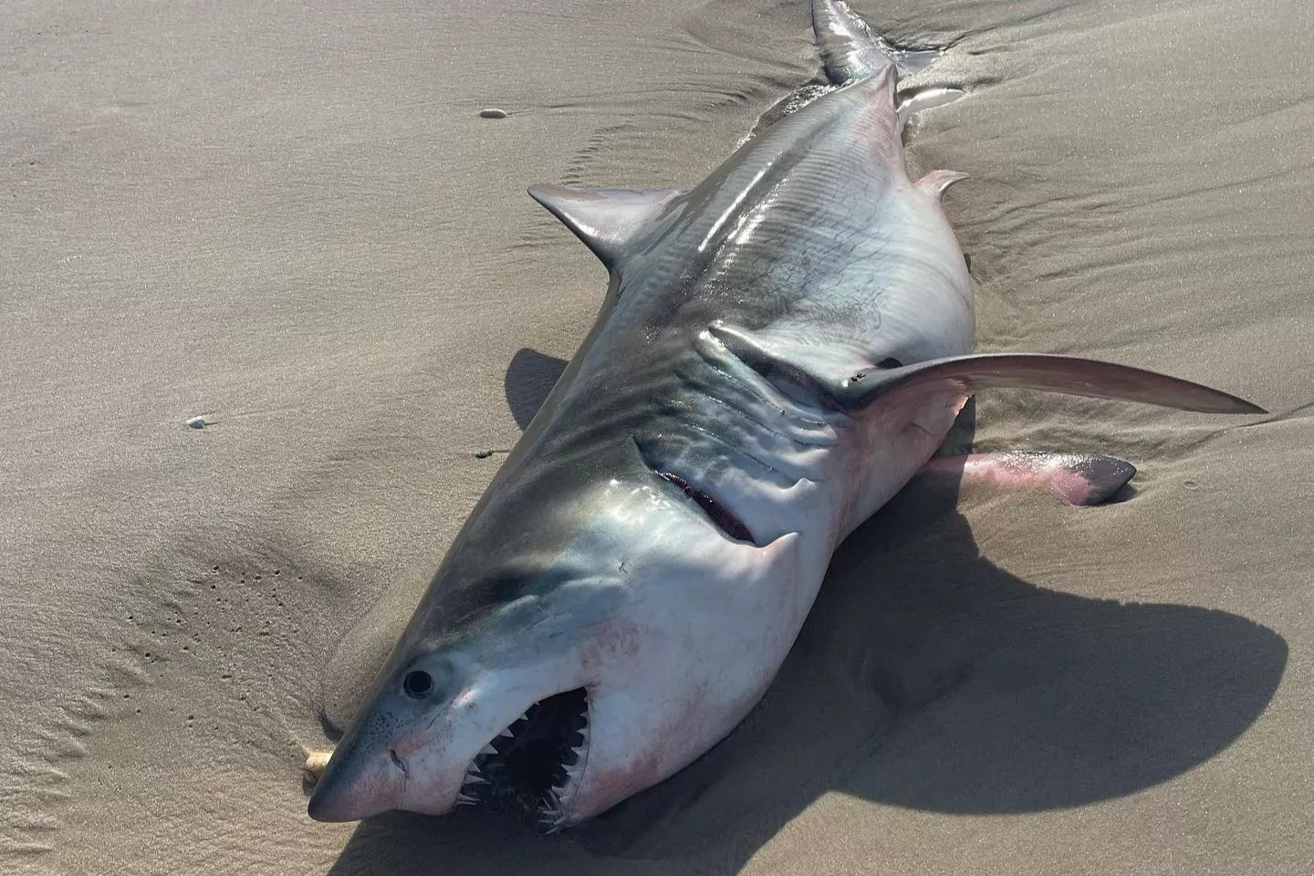 How are shark pups born? courses.projects.cs.ksu.edu