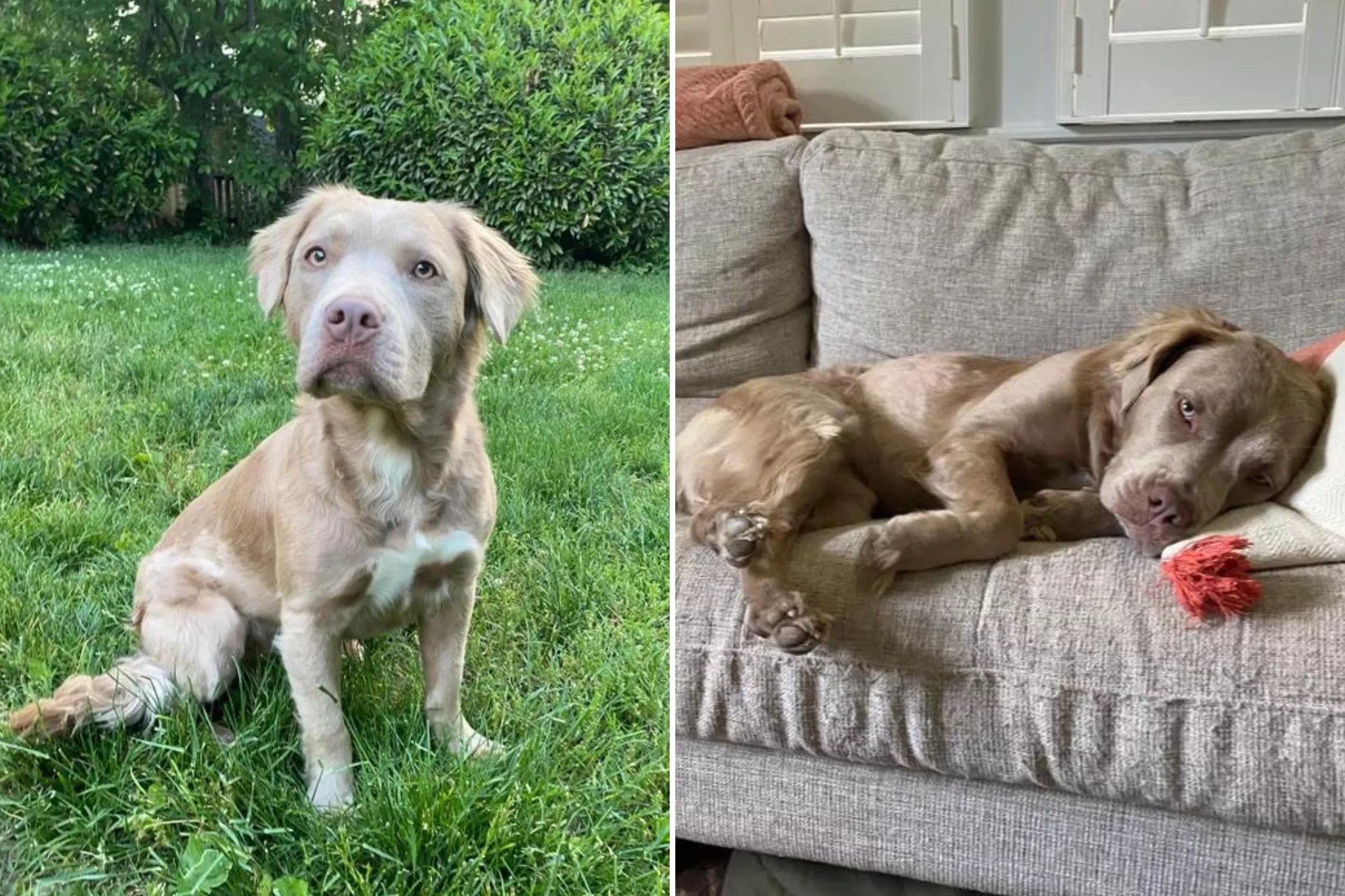 'Fluffy' Pit Bull With Long Hair Due To Rare Recessive Gene Stuns Internet