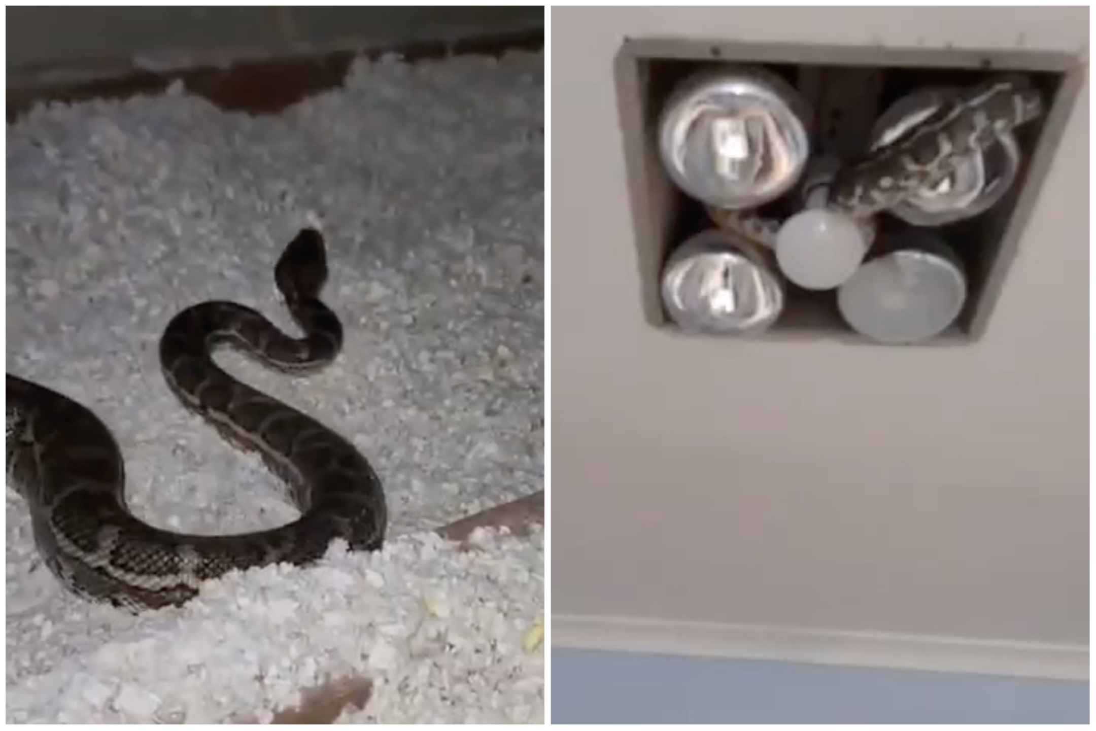 Huge Snake Slithers Out Of Bathroom Light Fitting In Horrifying
