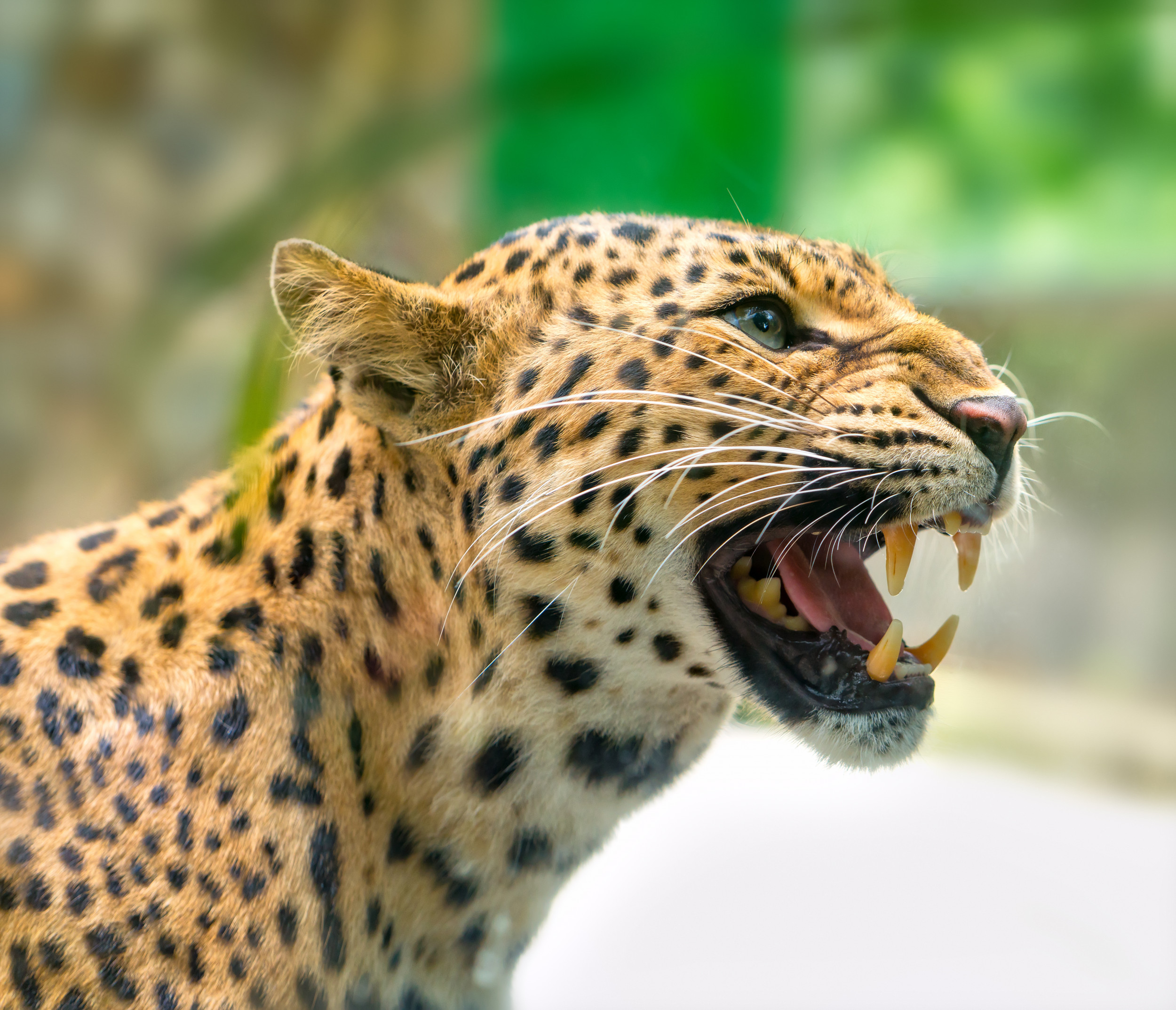 Leopard Kills Husband, Critically Injures Wife While They Slept Newsweek