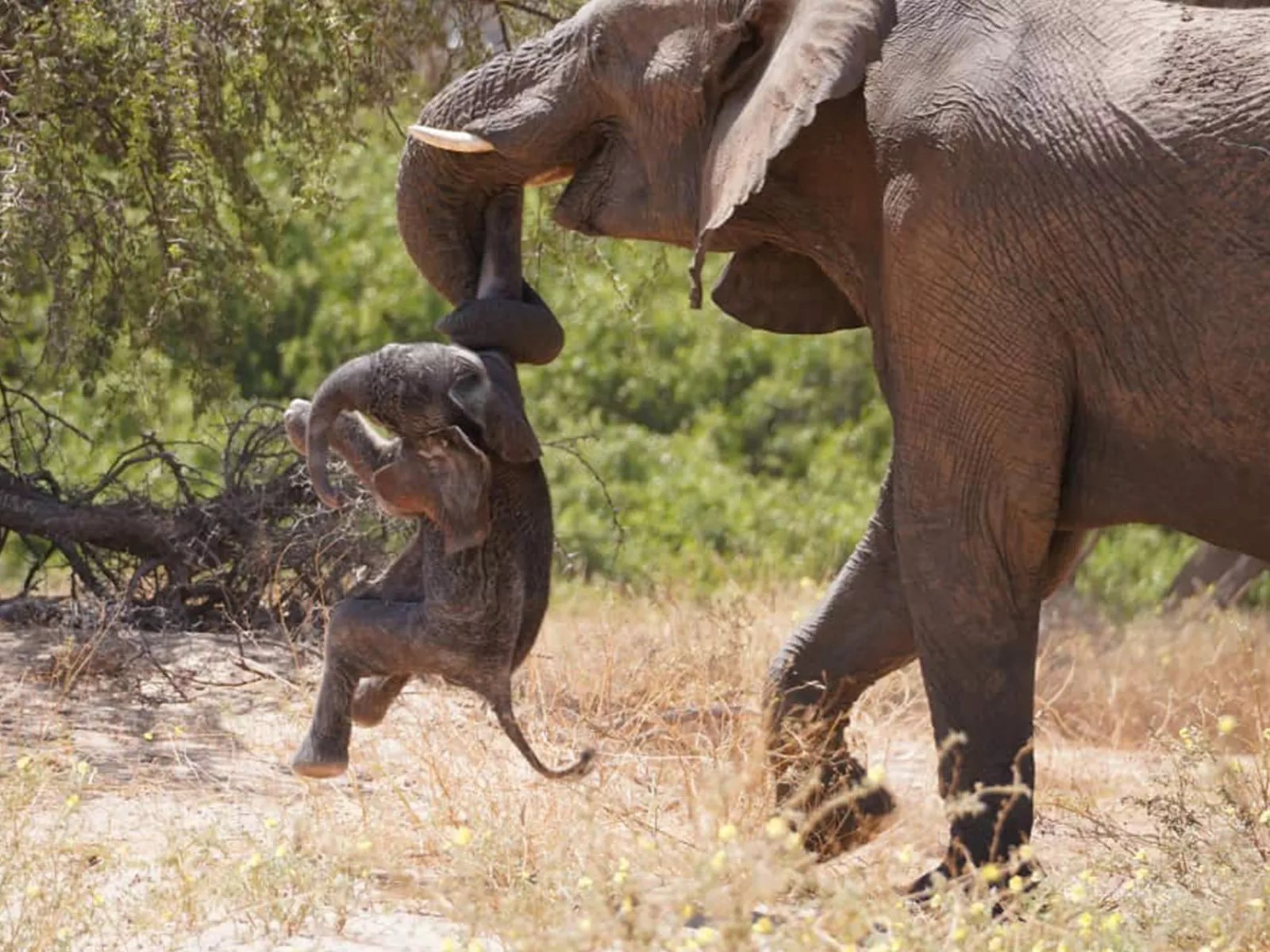 The mother elephant tried to lіft the unconscious baby elephant to his